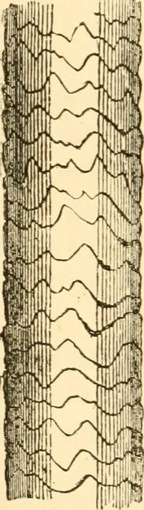 An illustration from Evenings at the microscope : or, Researches among the minuter organs and forms of animal life, 1884, leaf 15