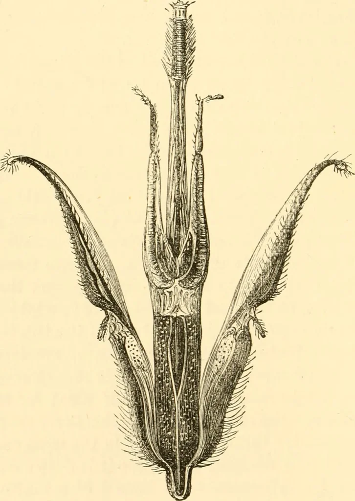 An illustration from Evenings at the microscope : or, Researches among the minuter organs and forms of animal life, 1884, leaf 155