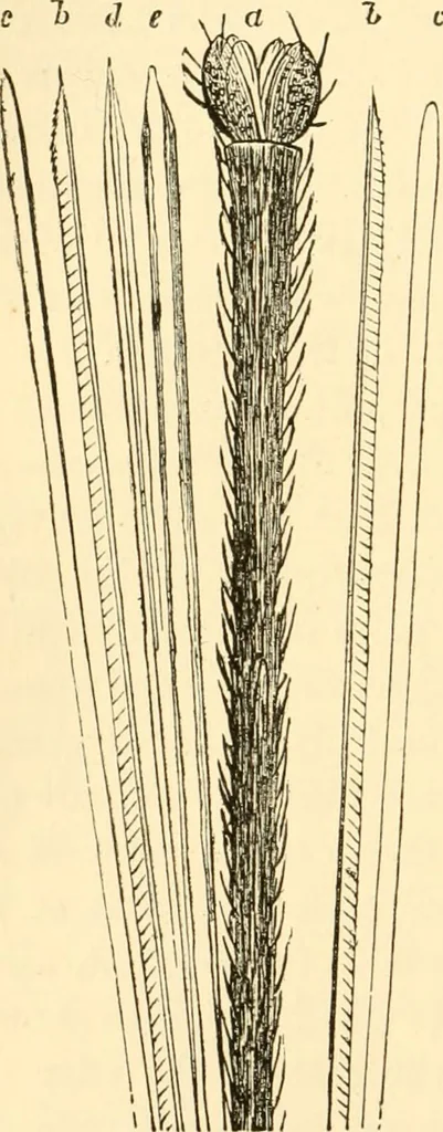 An illustration from Evenings at the microscope : or, Researches among the minuter organs and forms of animal life, 1884, leaf 163