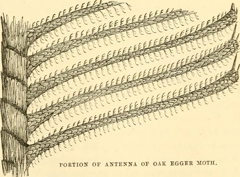 An illustration from Evenings at the microscope : or, Researches among the minuter organs and forms of animal life, 1884, leaf 177