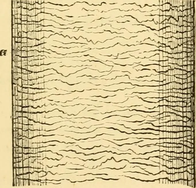 An illustration from Evenings at the microscope : or, Researches among the minuter organs and forms of animal life, 1884, leaf 18