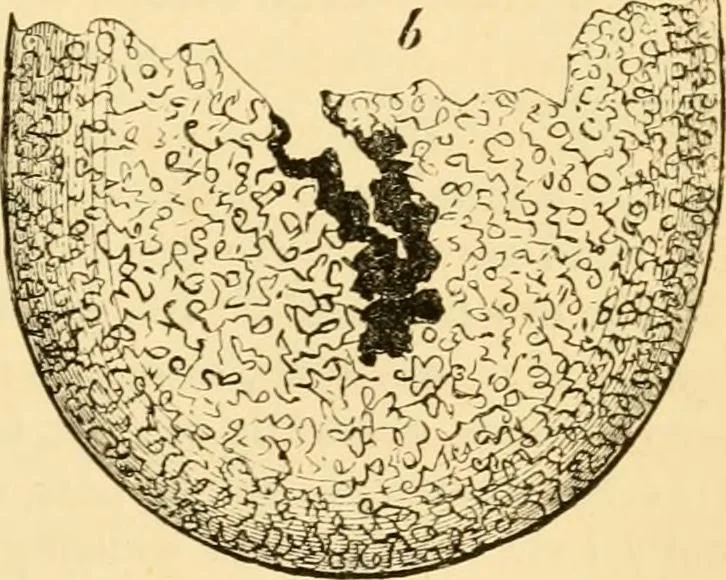 An illustration from Evenings at the microscope : or, Researches among the minuter organs and forms of animal life, 1884, leaf 18
