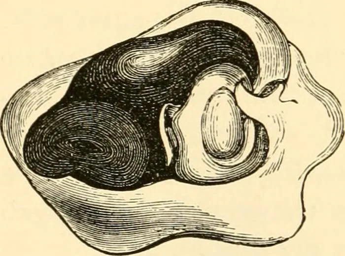 An illustration from Evenings at the microscope : or, Researches among the minuter organs and forms of animal life, 1884, leaf 185
