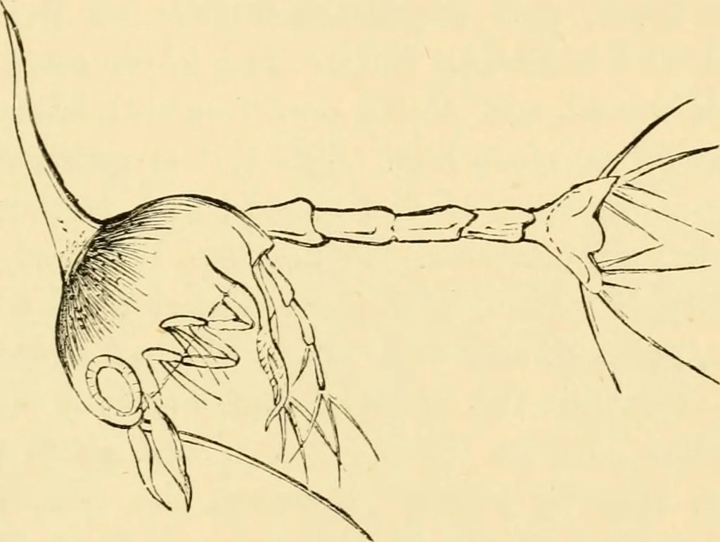 An illustration from Evenings at the microscope : or, Researches among the minuter organs and forms of animal life, 1884, leaf 196