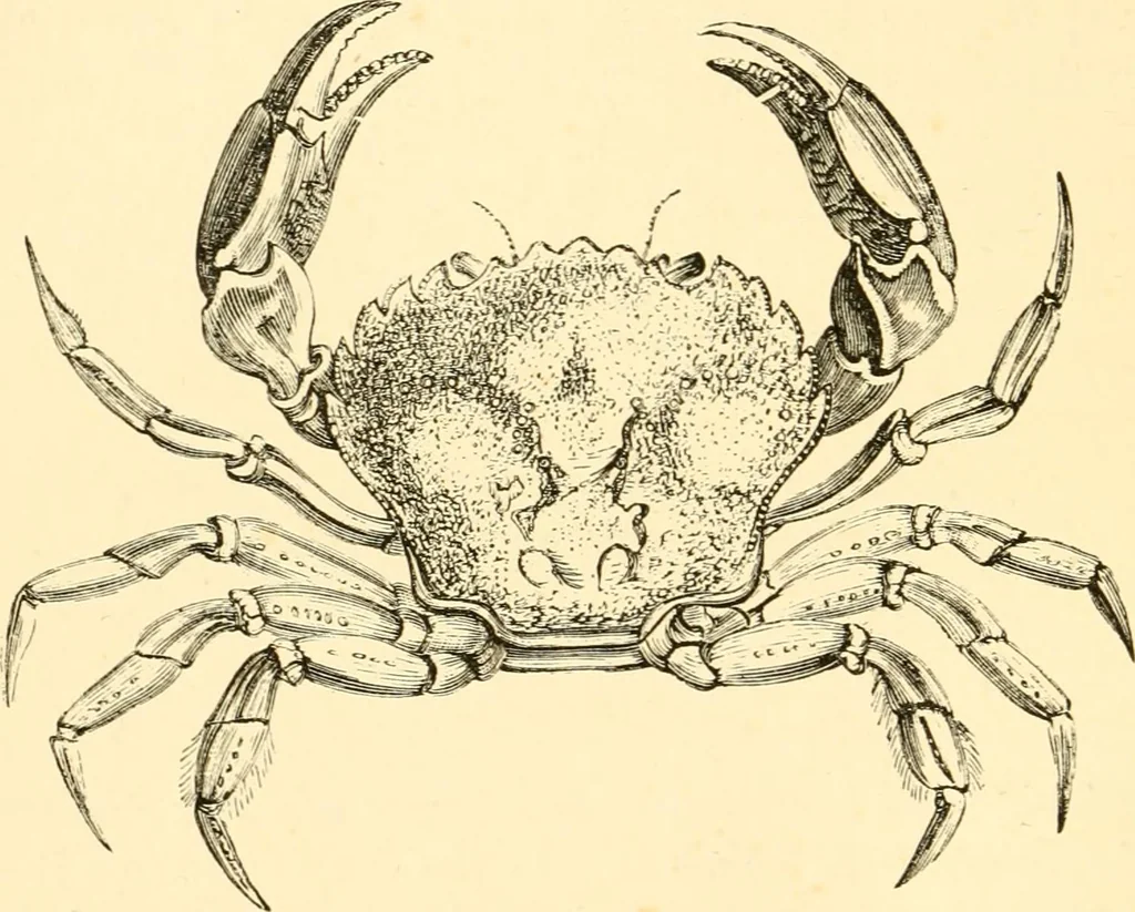 An illustration from Evenings at the microscope : or, Researches among the minuter organs and forms of animal life, 1884, leaf 201