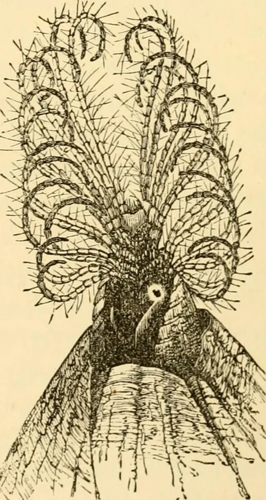 An illustration from Evenings at the microscope : or, Researches among the minuter organs and forms of animal life, 1884, leaf 206