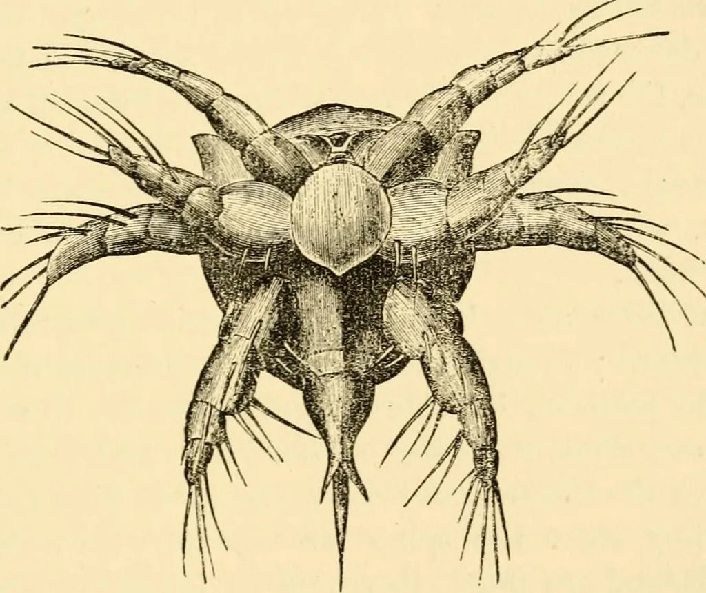 An illustration from Evenings at the microscope : or, Researches among the minuter organs and forms of animal life, 1884, leaf 210