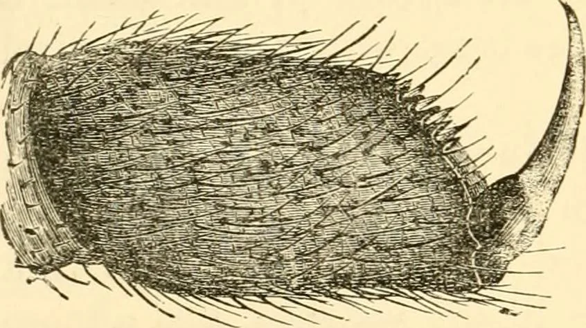 An illustration from Evenings at the microscope : or, Researches among the minuter organs and forms of animal life, 1884, leaf 219