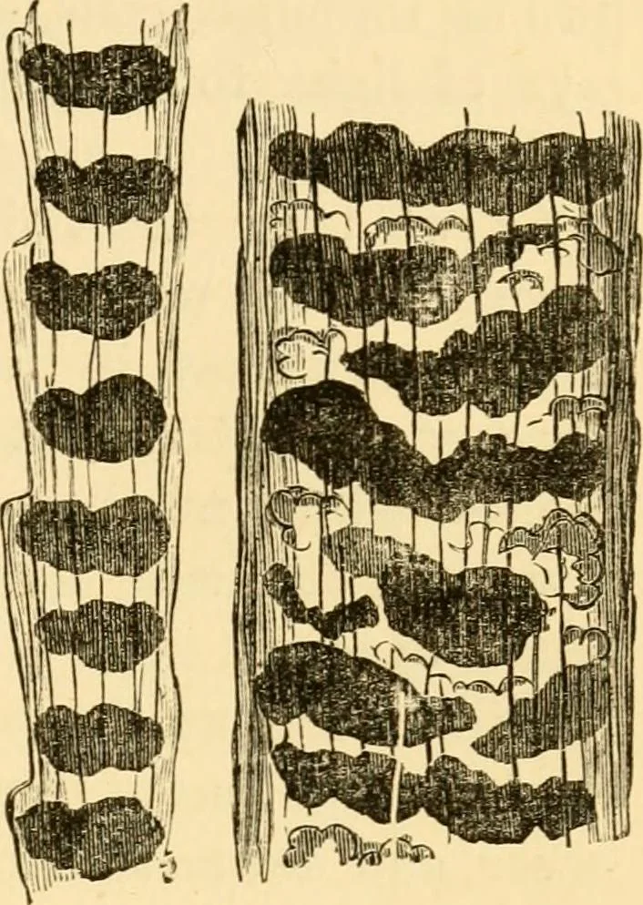 An illustration from Evenings at the microscope : or, Researches among the minuter organs and forms of animal life, 1884, leaf 22
