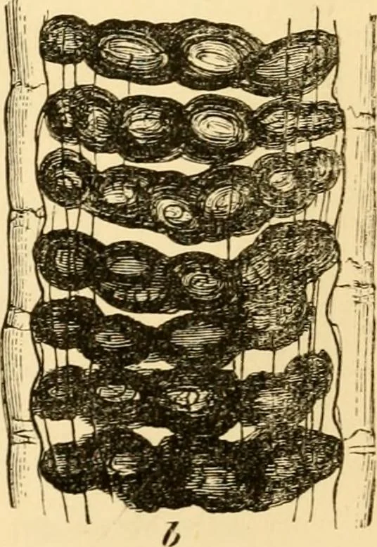 An illustration from Evenings at the microscope : or, Researches among the minuter organs and forms of animal life, 1884, leaf 22