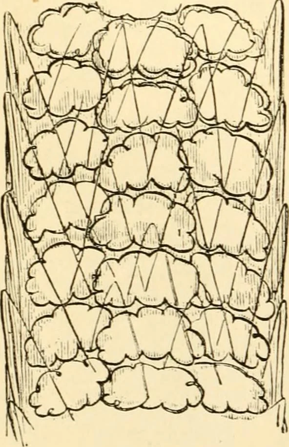 An illustration from Evenings at the microscope : or, Researches among the minuter organs and forms of animal life, 1884, leaf 23