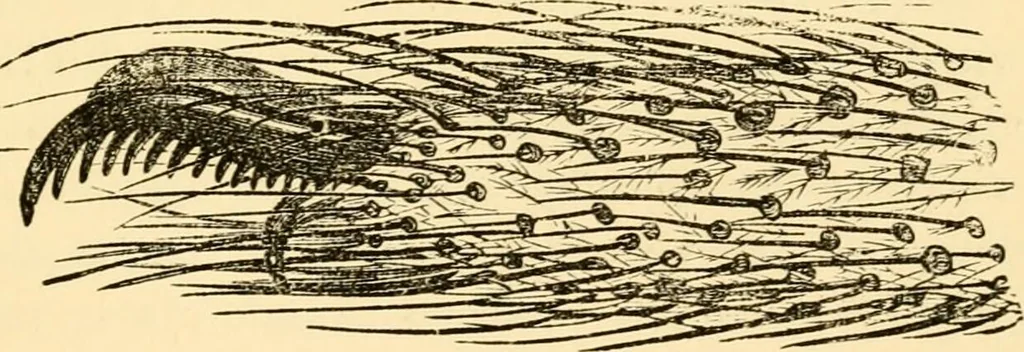 An illustration from Evenings at the microscope : or, Researches among the minuter organs and forms of animal life, 1884, leaf 230