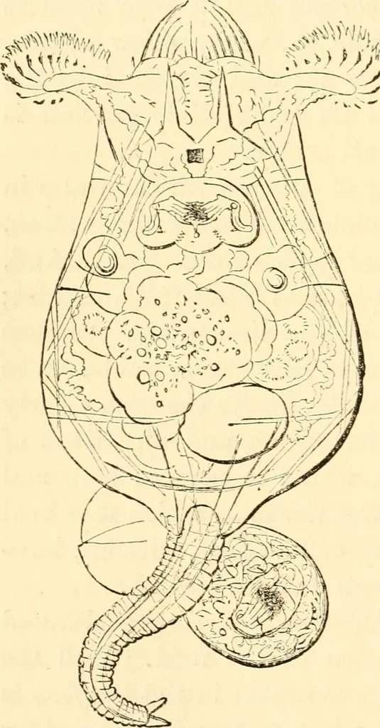 An illustration from Evenings at the microscope : or, Researches among the minuter organs and forms of animal life, 1884, leaf 245