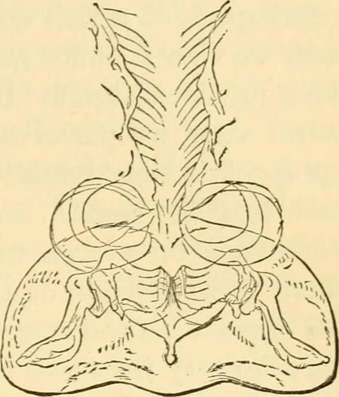 An illustration from Evenings at the microscope : or, Researches among the minuter organs and forms of animal life, 1884, leaf 248