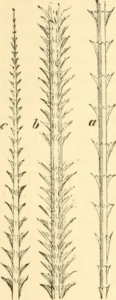 An illustration from Evenings at the microscope : or, Researches among the minuter organs and forms of animal life, 1884, leaf 25