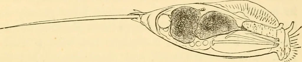 An illustration from Evenings at the microscope : or, Researches among the minuter organs and forms of animal life, 1884, leaf 252