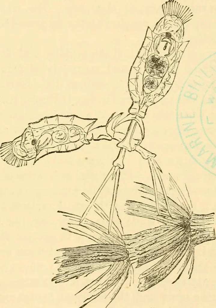 An illustration from Evenings at the microscope : or, Researches among the minuter organs and forms of animal life, 1884, leaf 256