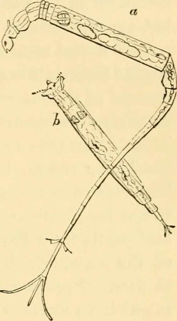 An illustration from Evenings at the microscope : or, Researches among the minuter organs and forms of animal life, 1884, leaf 262