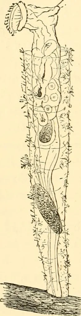 An illustration from Evenings at the microscope : or, Researches among the minuter organs and forms of animal life, 1884, leaf 265