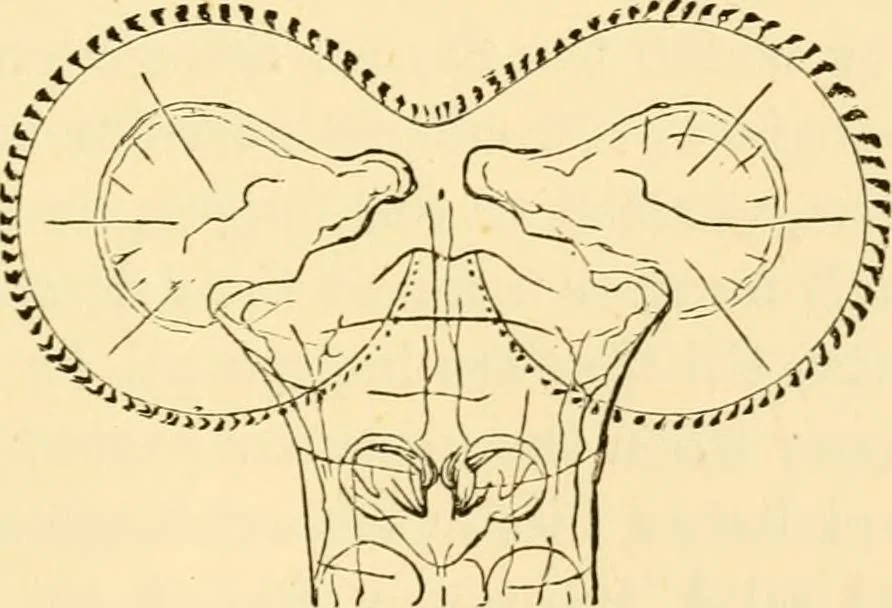 An illustration from Evenings at the microscope : or, Researches among the minuter organs and forms of animal life, 1884, leaf 266