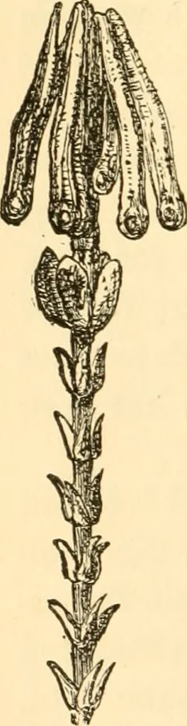 An illustration from Evenings at the microscope : or, Researches among the minuter organs and forms of animal life, 1884, leaf 27