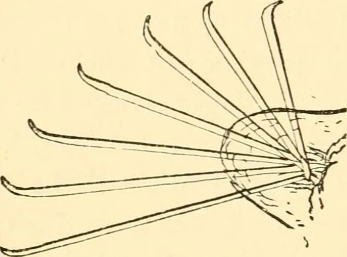 An illustration from Evenings at the microscope : or, Researches among the minuter organs and forms of animal life, 1884, leaf 275