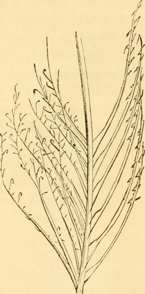 An illustration from Evenings at the microscope : or, Researches among the minuter organs and forms of animal life, 1884, leaf 28