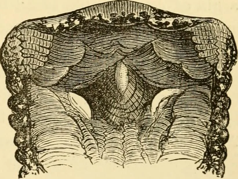 An illustration from Evenings at the microscope : or, Researches among the minuter organs and forms of animal life, 1884, leaf 282