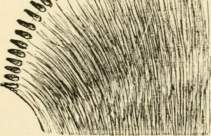 An illustration from Evenings at the microscope : or, Researches among the minuter organs and forms of animal life, 1884, leaf 283