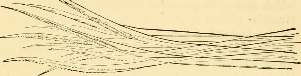 An illustration from Evenings at the microscope : or, Researches among the minuter organs and forms of animal life, 1884, leaf 286