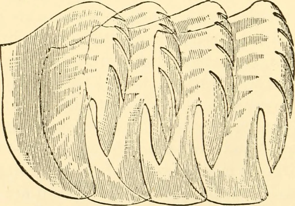 An illustration from Evenings at the microscope : or, Researches among the minuter organs and forms of animal life, 1884, leaf 287