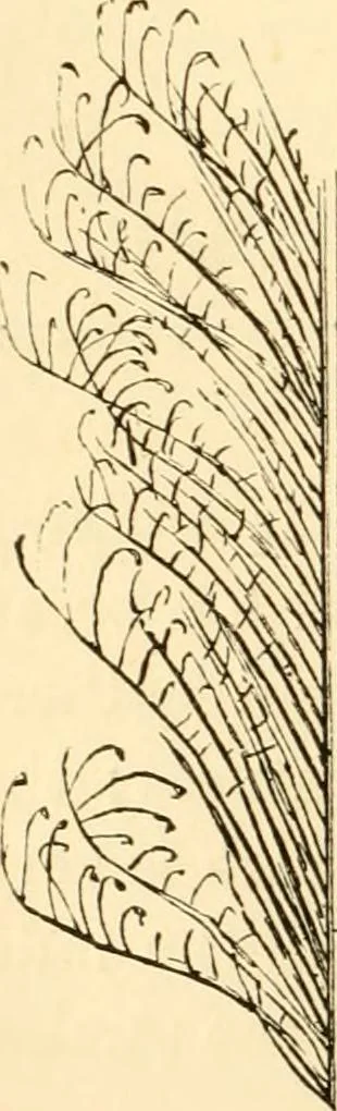 An illustration from Evenings at the microscope : or, Researches among the minuter organs and forms of animal life, 1884, leaf 29