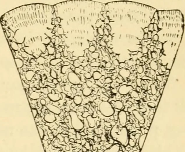 An illustration from Evenings at the microscope : or, Researches among the minuter organs and forms of animal life, 1884, leaf 294