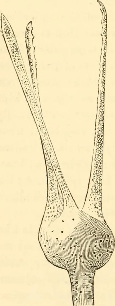 An illustration from Evenings at the microscope : or, Researches among the minuter organs and forms of animal life, 1884, leaf 297