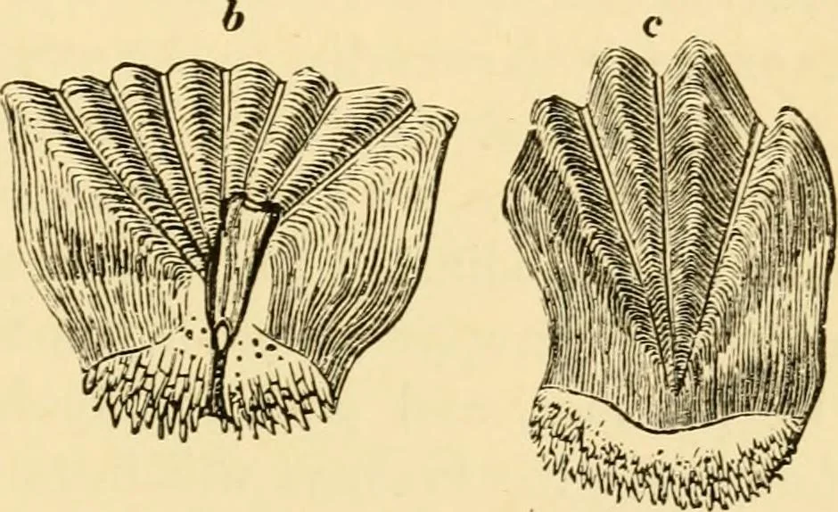 An illustration from Evenings at the microscope : or, Researches among the minuter organs and forms of animal life, 1884, leaf 30