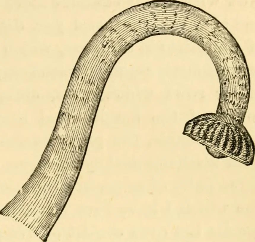 An illustration from Evenings at the microscope : or, Researches among the minuter organs and forms of animal life, 1884, leaf 302