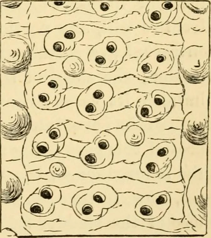 An illustration from Evenings at the microscope : or, Researches among the minuter organs and forms of animal life, 1884, leaf 302