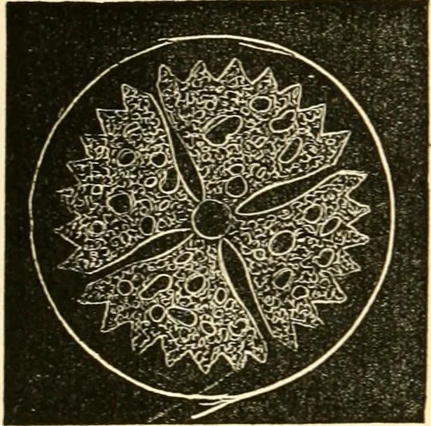 An illustration from Evenings at the microscope : or, Researches among the minuter organs and forms of animal life, 1884, leaf 305