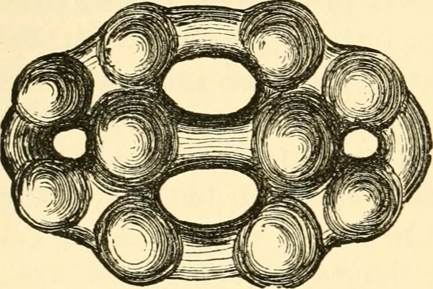 An illustration from Evenings at the microscope : or, Researches among the minuter organs and forms of animal life, 1884, leaf 311