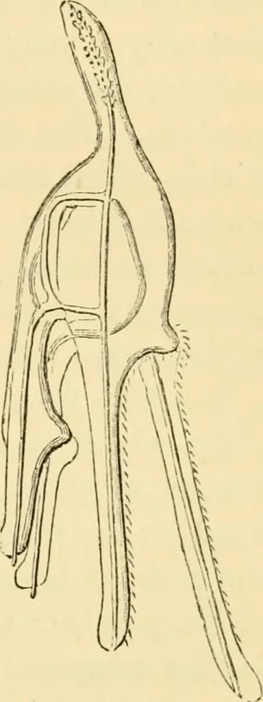 An illustration from Evenings at the microscope : or, Researches among the minuter organs and forms of animal life, 1884, leaf 316