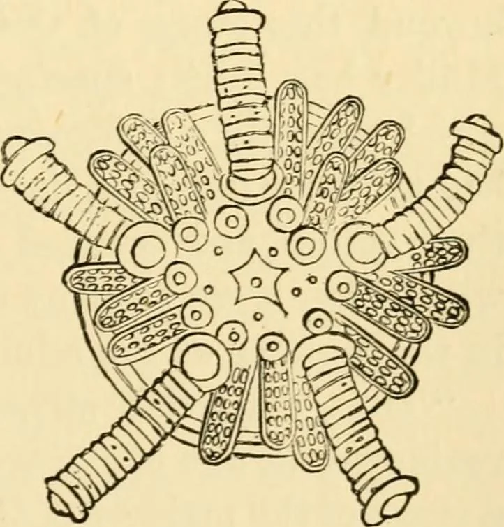 An illustration from Evenings at the microscope : or, Researches among the minuter organs and forms of animal life, 1884, leaf 318