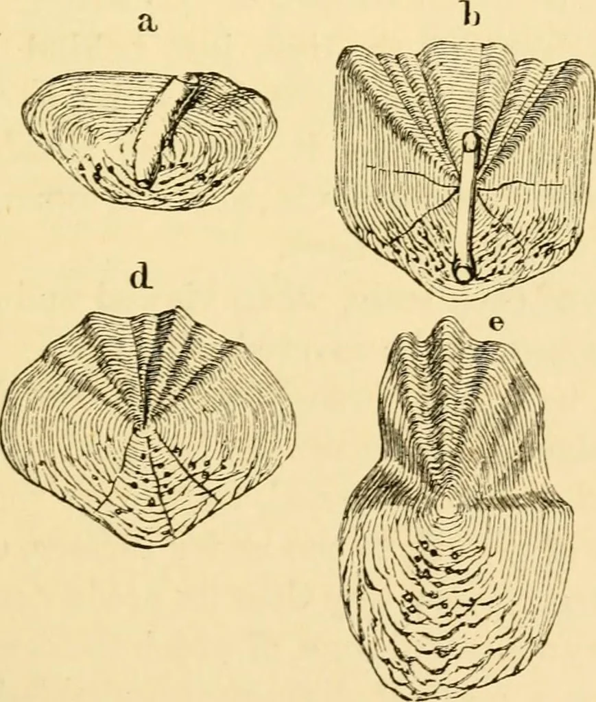 An illustration from Evenings at the microscope : or, Researches among the minuter organs and forms of animal life, 1884, leaf 32