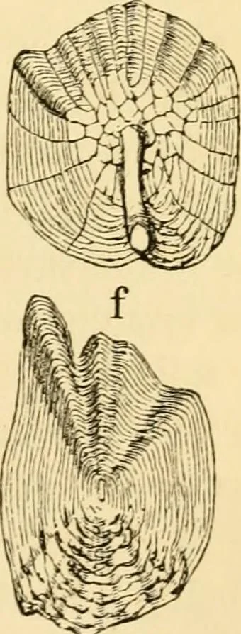 An illustration from Evenings at the microscope : or, Researches among the minuter organs and forms of animal life, 1884, leaf 32