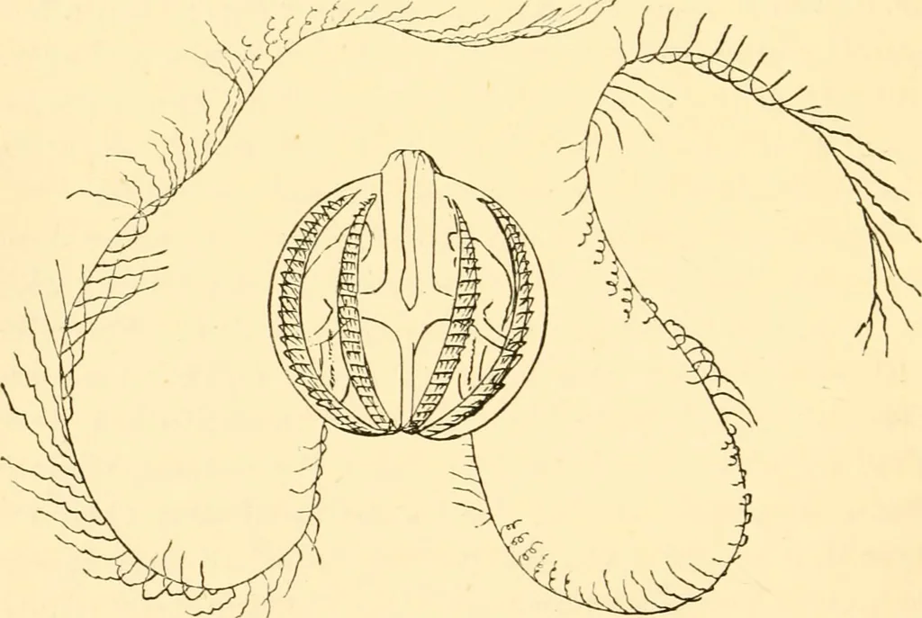An illustration from Evenings at the microscope : or, Researches among the minuter organs and forms of animal life, 1884, leaf 323