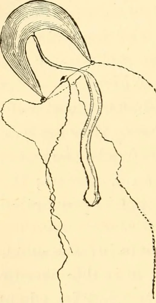 An illustration from Evenings at the microscope : or, Researches among the minuter organs and forms of animal life, 1884, leaf 329