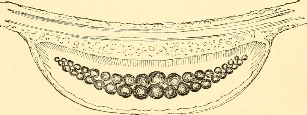 An illustration from Evenings at the microscope : or, Researches among the minuter organs and forms of animal life, 1884, leaf 333