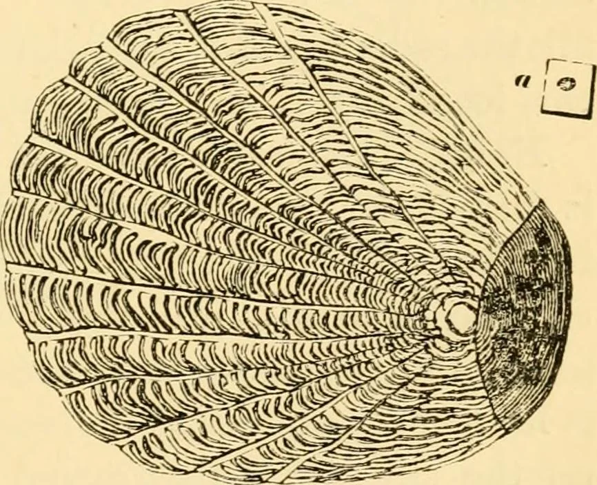 An illustration from Evenings at the microscope : or, Researches among the minuter organs and forms of animal life, 1884, leaf 34