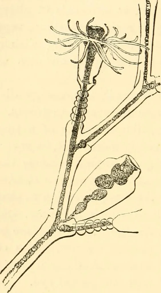 An illustration from Evenings at the microscope : or, Researches among the minuter organs and forms of animal life, 1884, leaf 341
