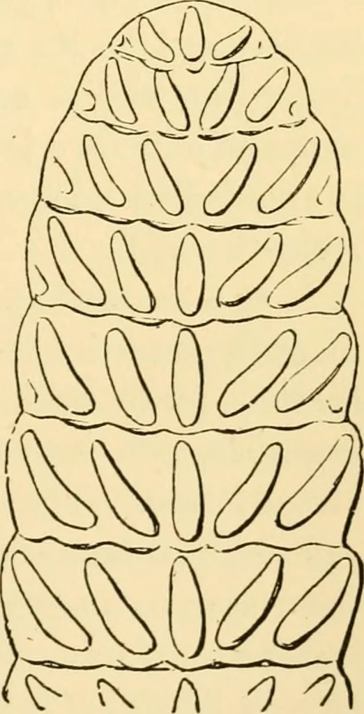An illustration from Evenings at the microscope : or, Researches among the minuter organs and forms of animal life, 1884, leaf 342