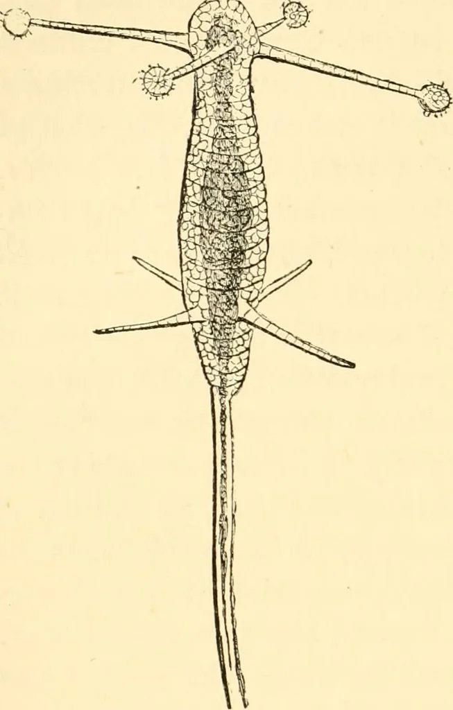 An illustration from Evenings at the microscope : or, Researches among the minuter organs and forms of animal life, 1884, leaf 355